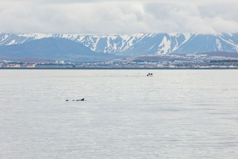 Reykjavík: Whale Watching Cruise on the Amelia Rose Yacht - Spotting whales in real time: how the decks change the game