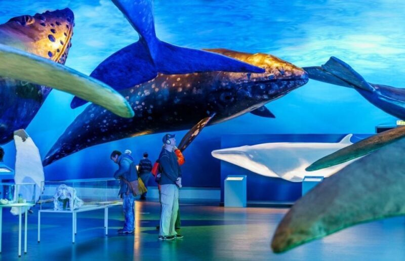 Reykjavik: Whale Watching Excursion & Whale Exhibition - An In-Depth Look at the Reykjavik Whale Watching & Exhibition Tour