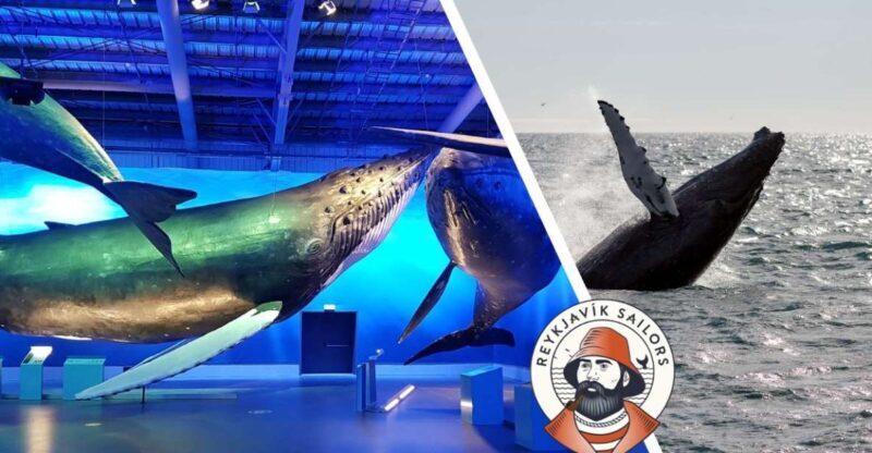 Reykjavik: Whale Watching Excursion & Whale Exhibition - FAQ
