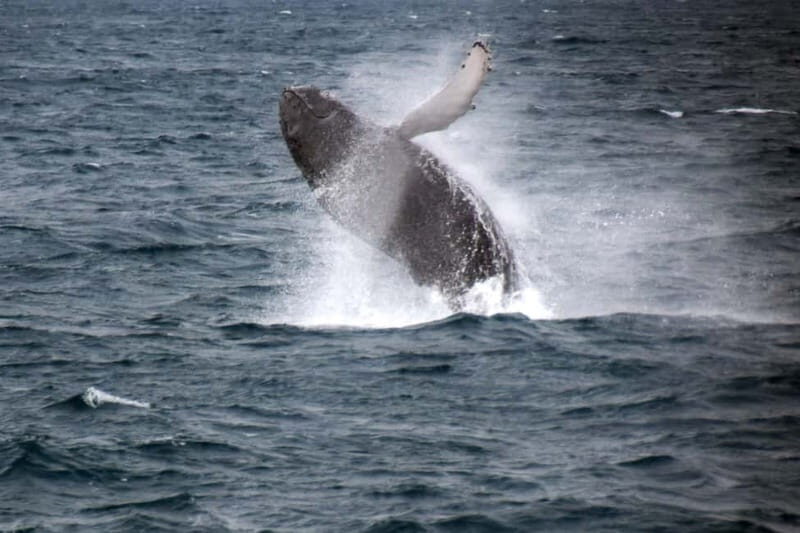 Reykjavik: Whale Watching Express - Key Points