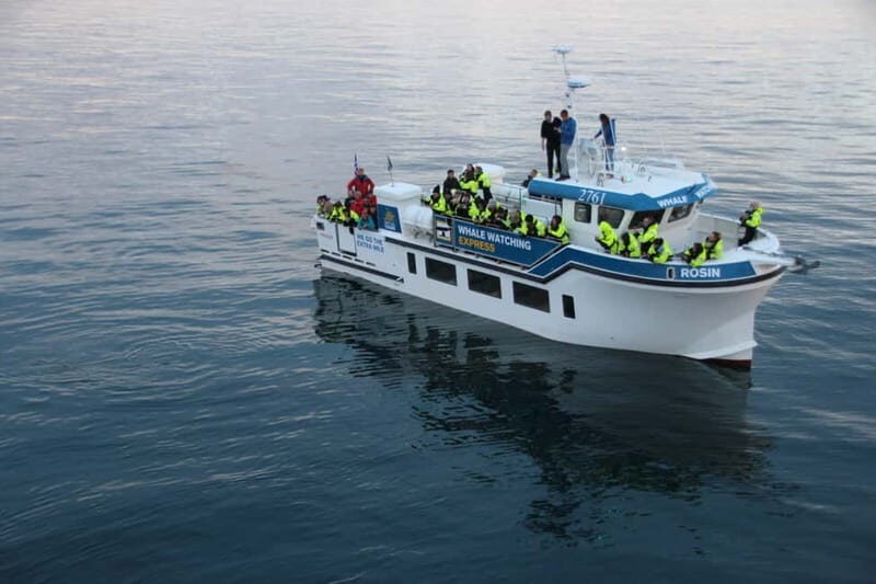 Reykjavik: Whale Watching Express - Why This Tour Offers Good Value