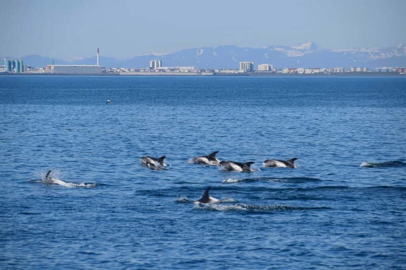 Reykjavik: Whale Watching Express - FAQs about Reykjavik: Whale Watching Express