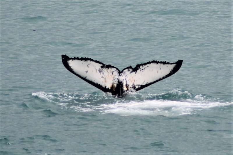 Reykjavik: Whale Watching in Faxaflói Bay & Live Lava Show - The Experience for Different Types of Travelers