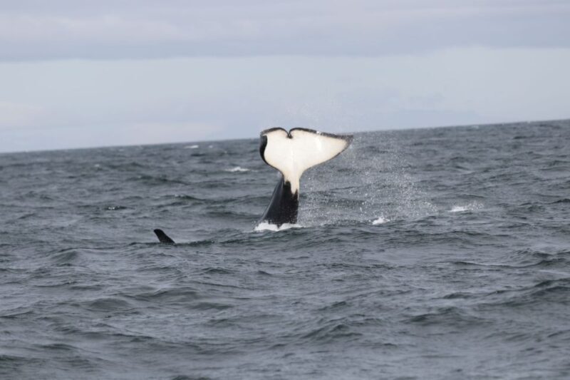 Reykjavik: Whale Watching in Faxaflói Bay & Live Lava Show - Who Will Love This Tour?