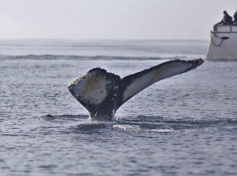 Reykjavik: Whale Watching Morning Expedition - Who Is This Tour Best For?