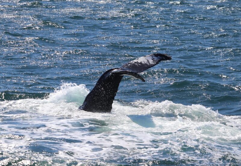Reykjavik: Whale Watching Morning Expedition - Frequently Asked Questions