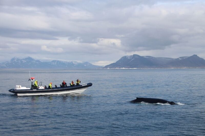 Reykjavik: Whale Watching Tour by RIB Boat - The Practical Side: Price, Duration, and Group Size
