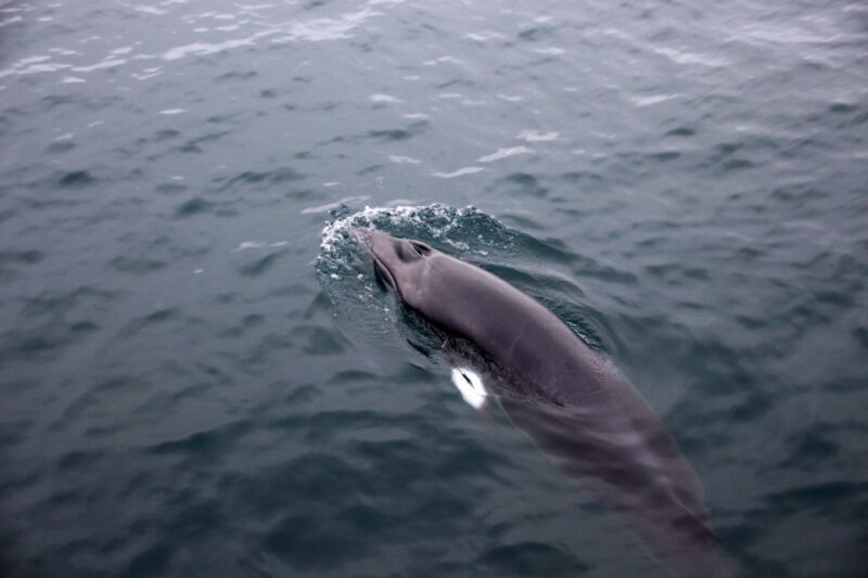 Reykjavik: Whale Watching Tour by RIB Boat - FAQ