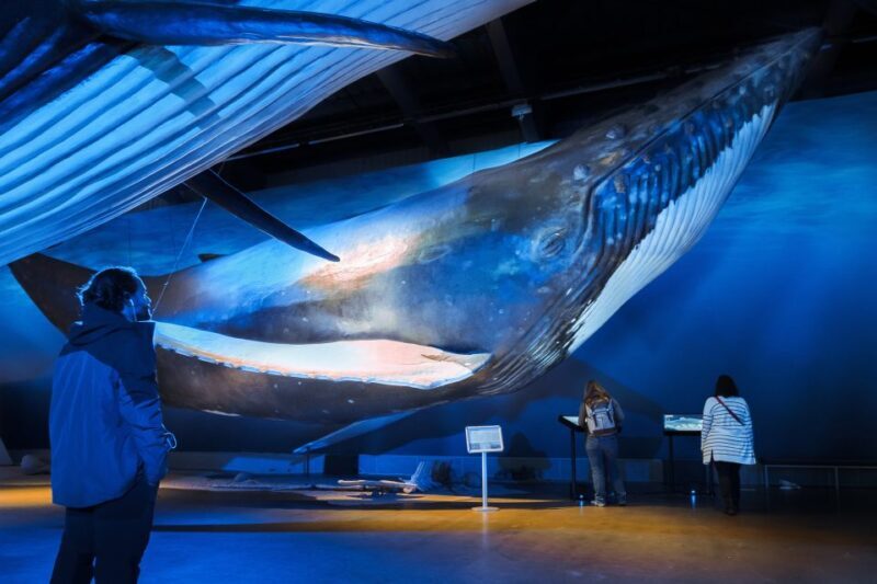 Reykjavik: Whale Watching Tour, Whales of Iceland Exhibition - Who Will Love This Tour?