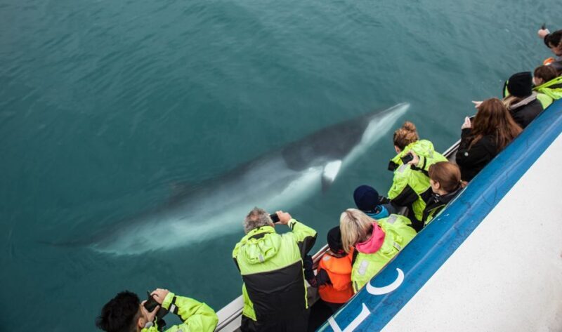 Reykjavik: Whale Watching Tour, Whales of Iceland Exhibition - Frequently Asked Questions