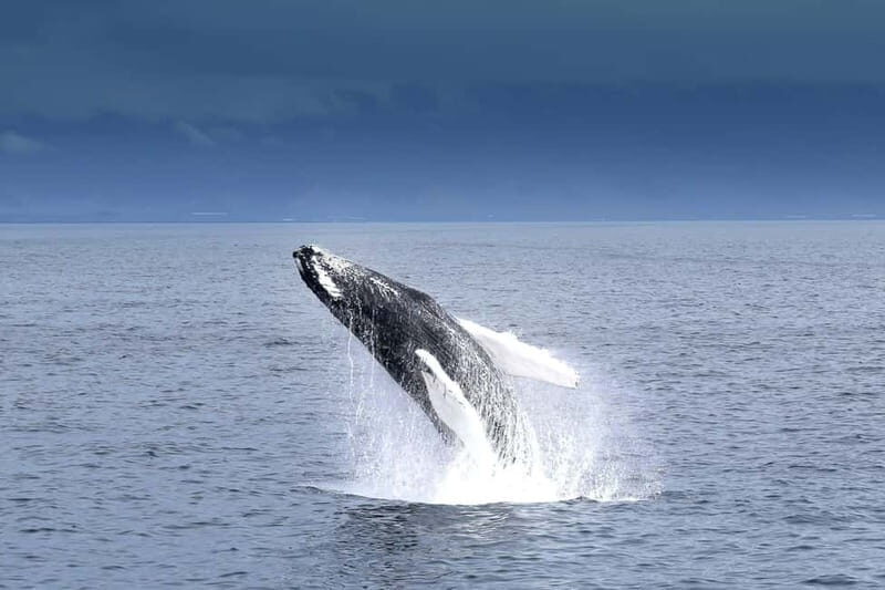 Reykjavik: Whale Watching Tour with Expert Guide - Key Points