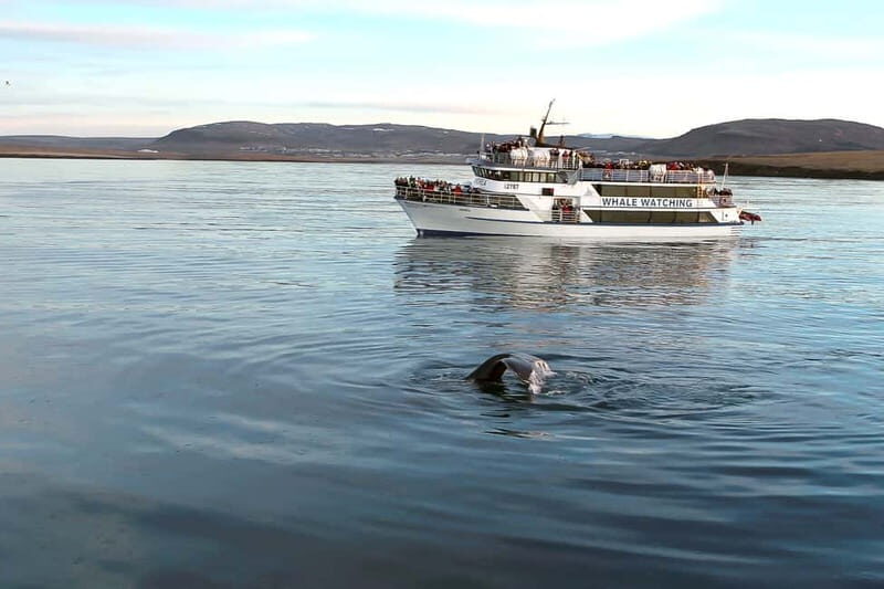 Reykjavik: Whale Watching Tour with Expert Guide - What to Expect on Your Whale Watching Tour in Reykjavik