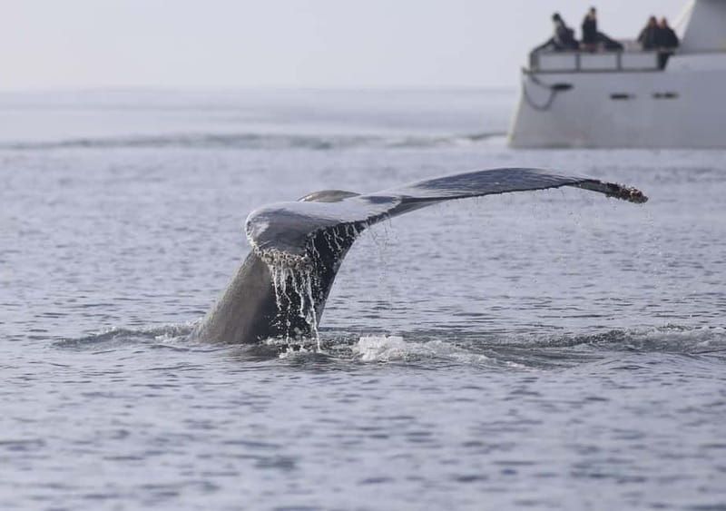 Reykjavik: Whale Watching Tour with Expert Guide - How the tour handles the big question: sightings are not guaranteed