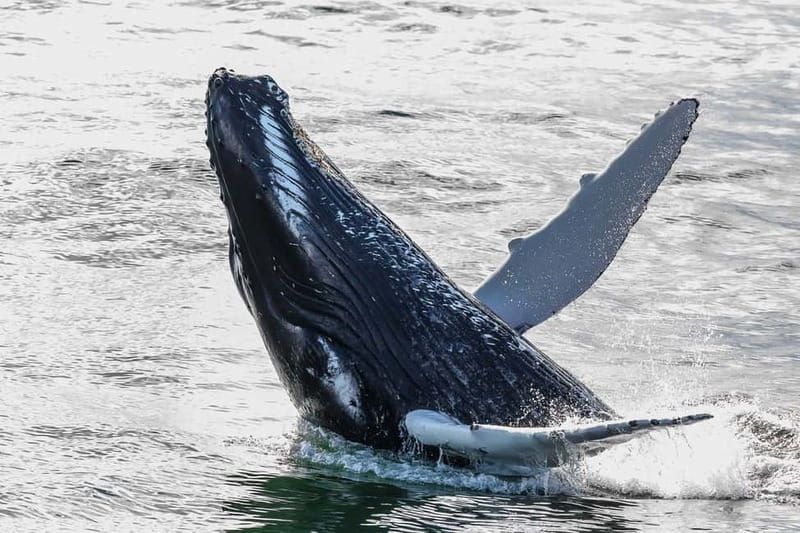 Reykjavik: Whale Watching Tour with Expert Guide - Your realistic flow: what a 2–3 hour whale watching experience feels like