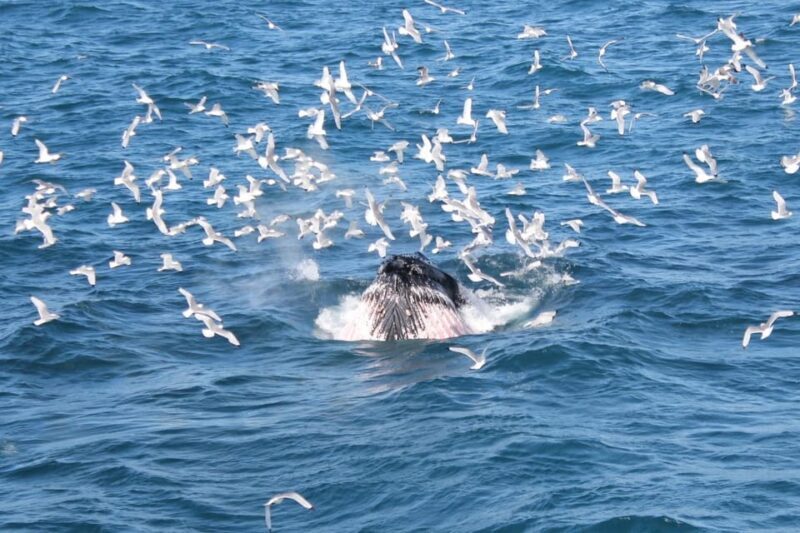 Reykjavik: Whale Watching Tour with Express Option - What to Expect from the Whale Watching Experience