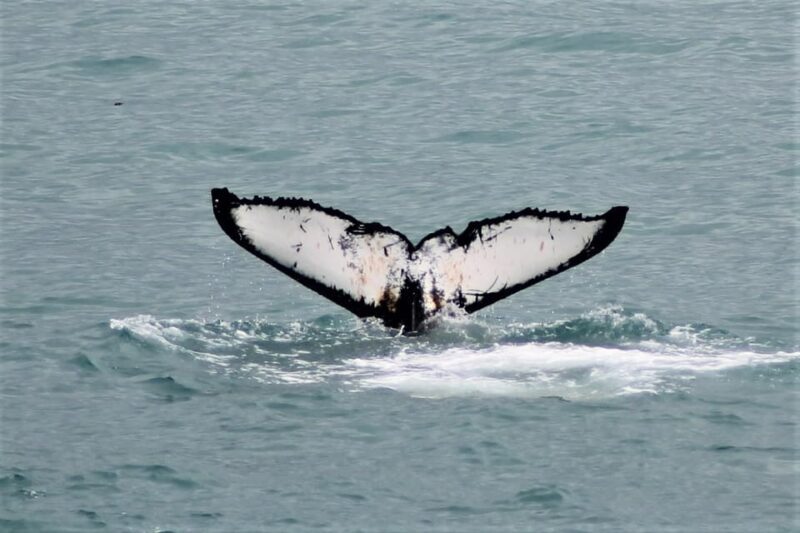 Reykjavik: Whale Watching Tour with Express Option - What Travelers Say