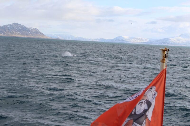 Reykjavik: Whale Watching Tour with Express Option - FAQ