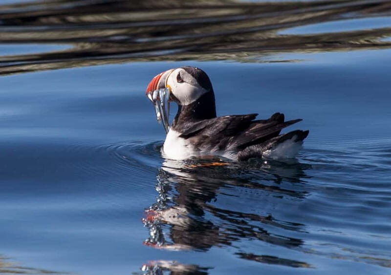 Reykjavik: Whales and Puffins Express Cruise Combo Tour - The Bottom Line: Who Should Consider This Tour?