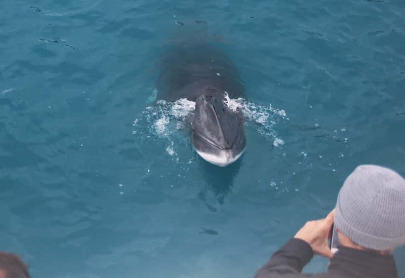 Reykjavik: Whales and Puffins Express Cruise Combo Tour - FAQ