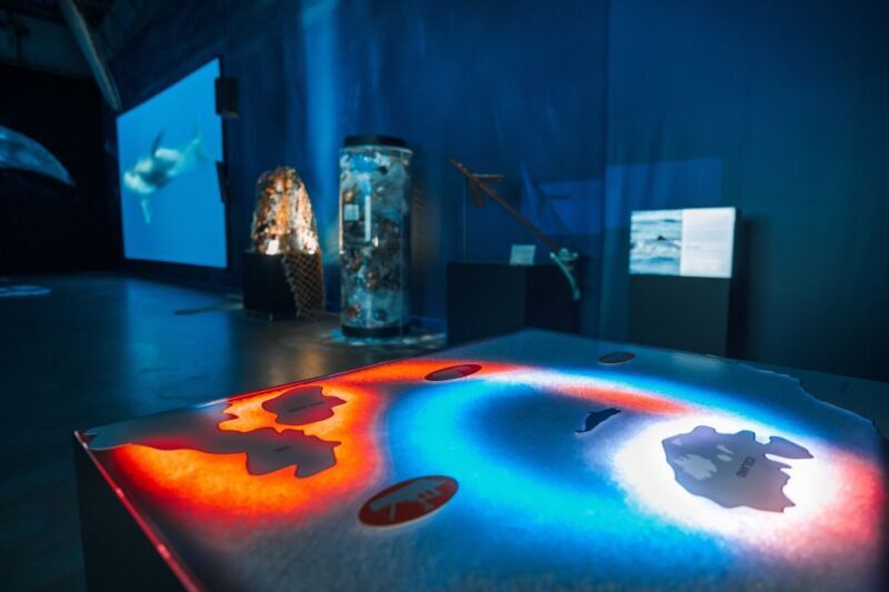 Reykjavik: Whales of Iceland Museum Entrance Ticket - What to Expect at the Whales of Iceland Museum