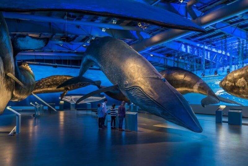 Reykjavik: Whales of Iceland Museum Entrance Ticket - The Experience: Pros and Cons
