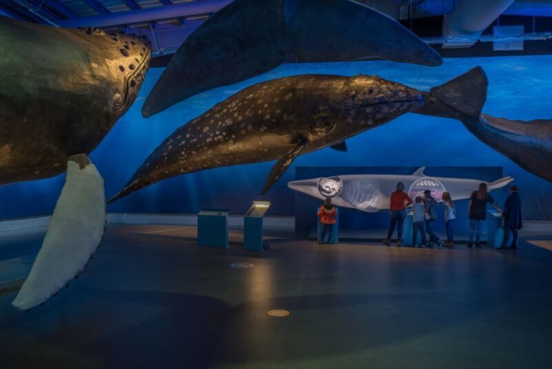 Reykjavik: Whales of Iceland Museum Entrance Ticket - Authentic Visitor Experiences