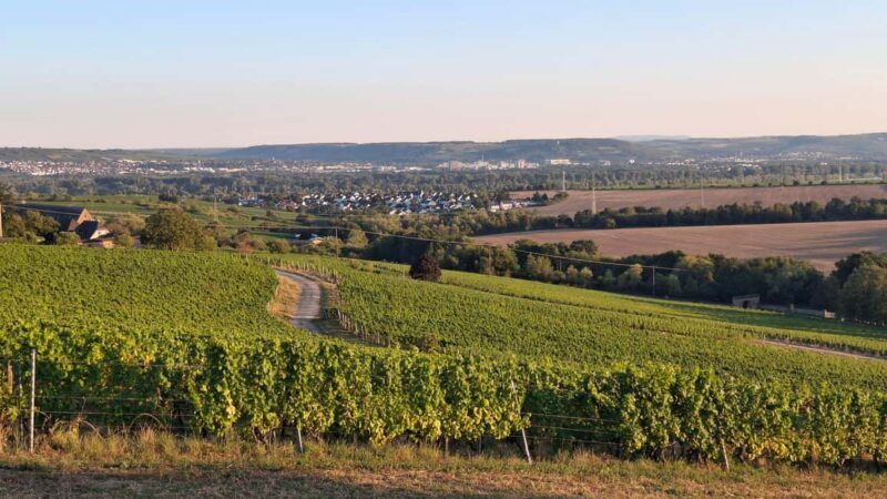 Rheingau: Wine Tour with Tasting - Final Thoughts on Value and Suitability