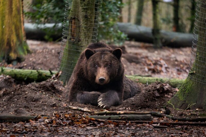 Rhenen: Ouwehands Zoo Entry Ticket - Key Points