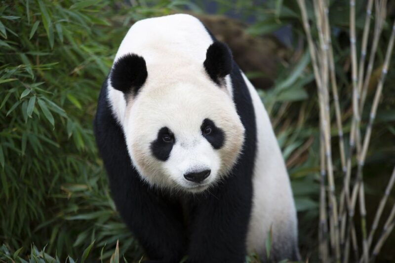 Rhenen: Ouwehands Zoo Entry Ticket - An Overview of Ouwehands Zoo in Rhenen