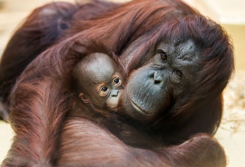 Rhenen: Ouwehands Zoo Entry Ticket - Detailed Breakdown of the Day