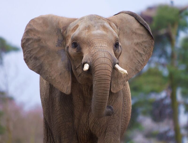 Rhenen: Ouwehands Zoo Entry Ticket - Practical Tips and Considerations