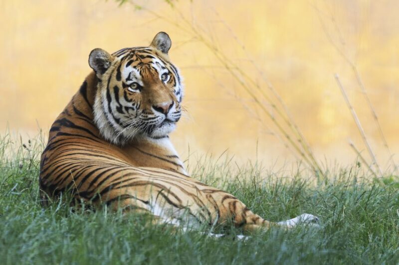 Rhenen: Ouwehands Zoo Entry Ticket - FAQ