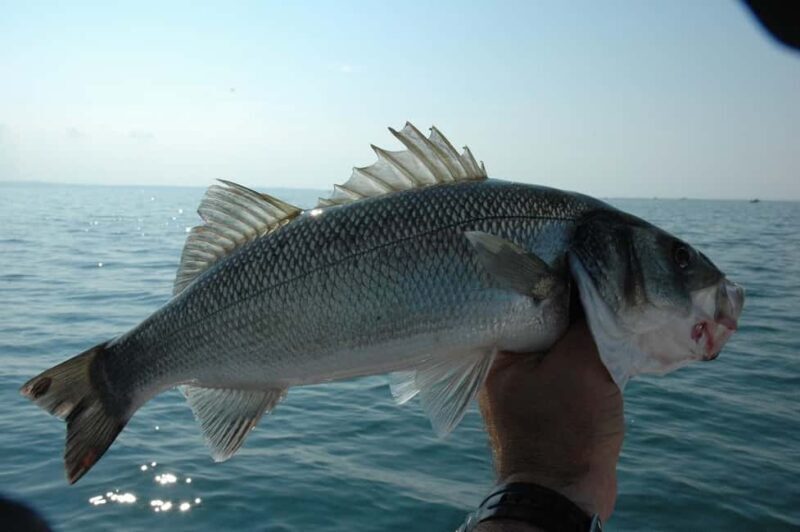 Rhodes: 4 Hour Private Boat Fishing Trip with Equipment - Why Choose a Private Boat Fishing Trip in Rhodes?