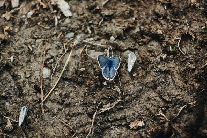Rhodes: Butterfly Valley and Mini Cruise to Chalki Island - Potential Drawbacks