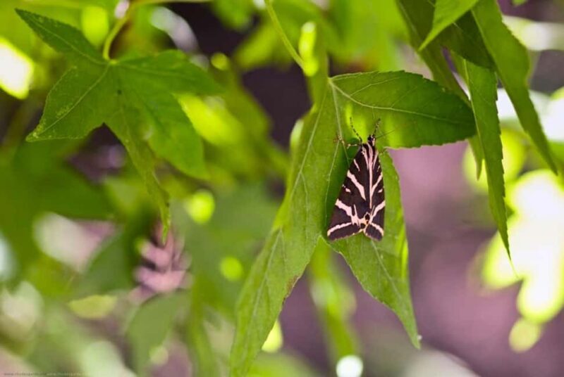 Rhodes: Butterfly Valley and Seven Springs Small Group Trip - Key Points