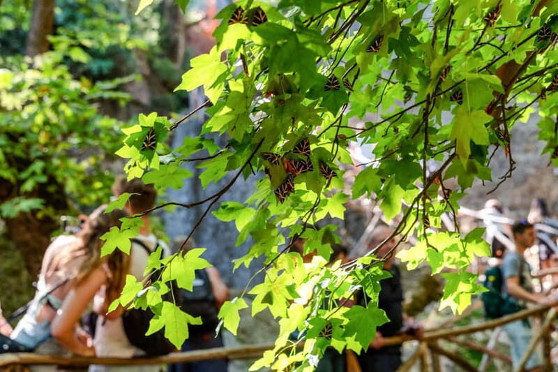 Rhodes: Butterfly Valley Half-Day Bus Trip - An Honest Look at the Experience