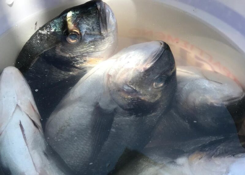 Rhodes: Fishing Boat Trip (Small Group, Food & Drinks incl.) - FAQ