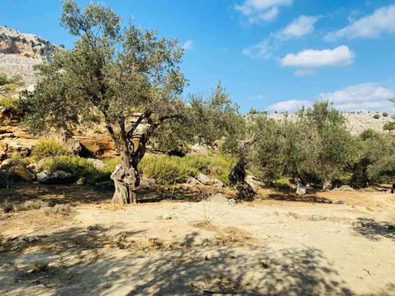 Rhodes: Guided Hike to 7 springs from Archangelos - Who Would Love This Tour?