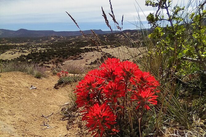 Rhodes Off Road Adventures Guided Jeep Tour from Rock Crawling to Petroglyphs - An In-Depth Look at the Tour
