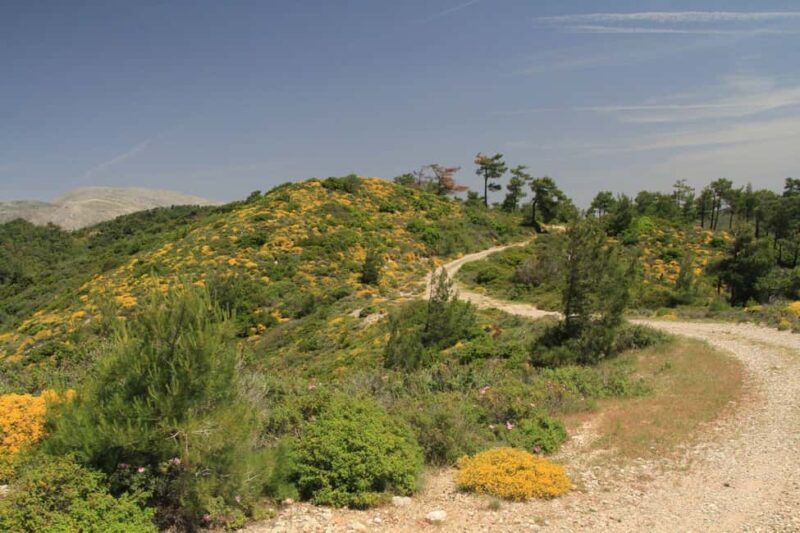 Rhodes: Safari with experienced driver - South pick ups - What to Expect from the Rhodes South Safari