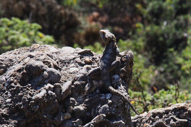 Rhodes Self drive 4x4 Safari Adventure - South pick ups - Who Is This Tour Best For?