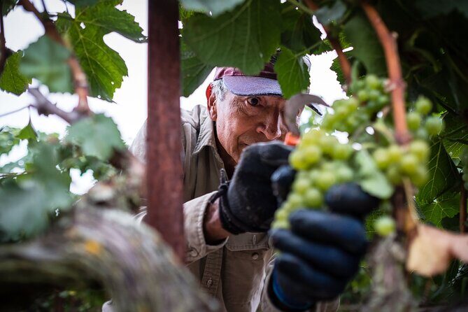 Rhodes Wine & Food Tour: 10 Meal Course Lunch, Wine Tasting, Cooking Class - Key Points