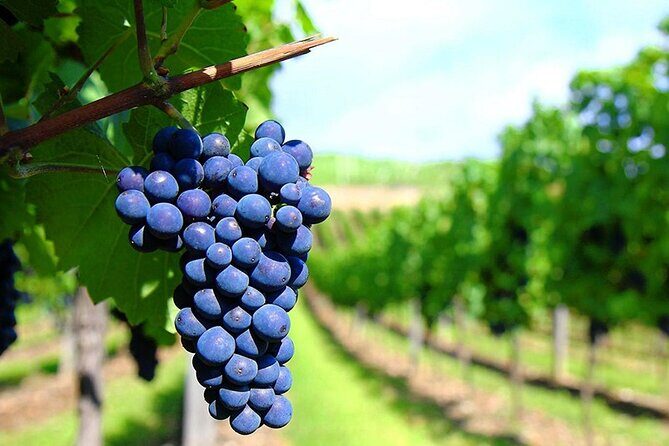 Rhodes Wine & Food Tour: 10 Meal Course Lunch, Wine Tasting, Cooking Class - Who Will Love This Experience?