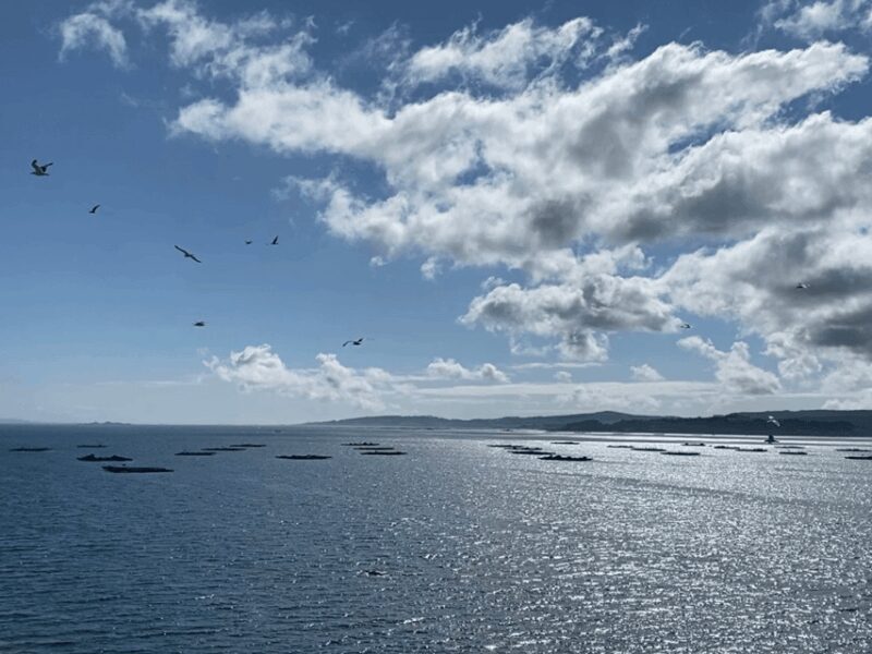 Ría de Arousa: Daytime or Sunset Sailboat Cruise with drinks - Drinks, Snacks, and Comfort