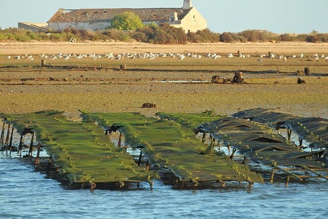 Ria Formosa - Boat trip to the 3 Islands: Armona | Culatra Island | Lighthouse - FAQ: Practical Questions Answered