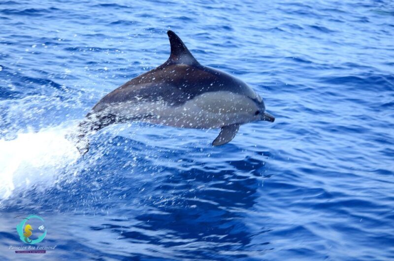 Ria Formosa: Dolphin-Watching Boat Tour - What to Expect on Your Dolphin-Watching Tour