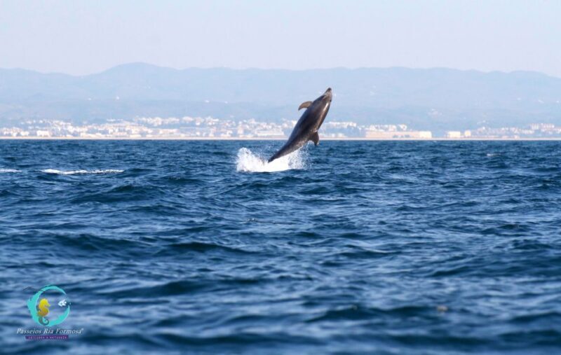 Ria Formosa: Dolphin-Watching Boat Tour - Pricing and Value