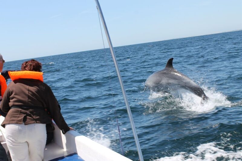 Ria Formosa: Dolphin-Watching Boat Tour - FAQ