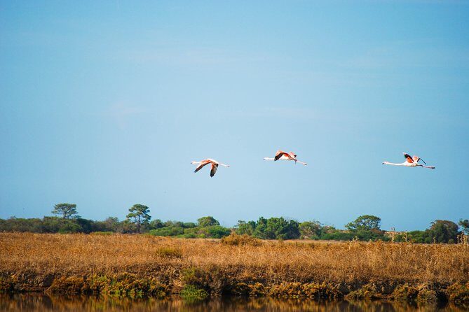 Ria Formosa Natural Park Birdwatching Segway Tour from Faro - Practical Details to Keep in Mind