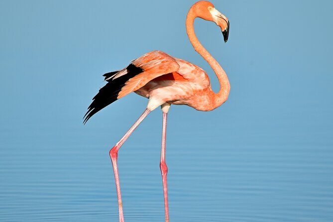 Ría Lagartos Biosphere Reserve & Las Coloradas Adventure - Who This Tour Suits Best